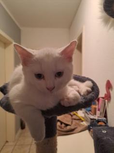 Katzenbabys Norweger-Bkh Mix