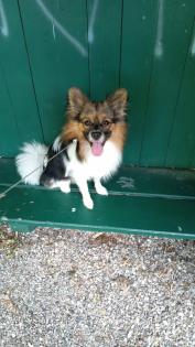 Chihuahua Papillon mix