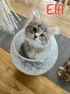 Norwegische Waldkatze Sibirische Katze