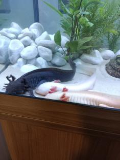 Axolotl Jungtiere eigene Zucht MV