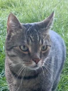 Kater Buddi entlaufen. Finderlohn