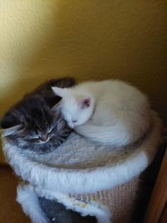 Katzenbabys Norweger-Bkh Mix