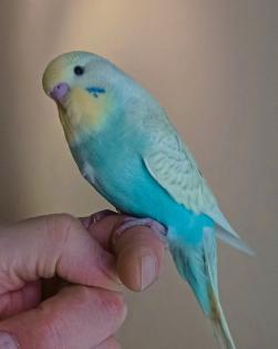 Nestjunge superzahme Wellensittiche