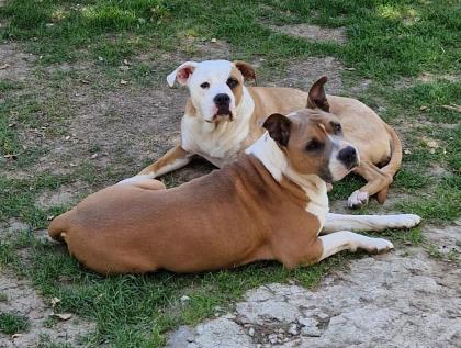 Verschmuste Amstaff -Boxer Welpen suchen ihren Mensch
