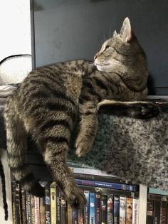 Kater Buddi entlaufen. Finderlohn