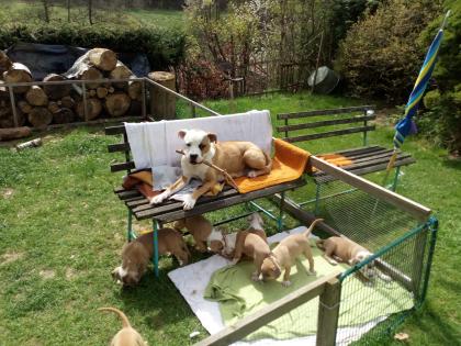 Verschmuste Amstaff -Boxer Welpen suchen ihren Mensch