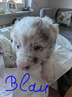 Reinrassige Bordercollie Welpen