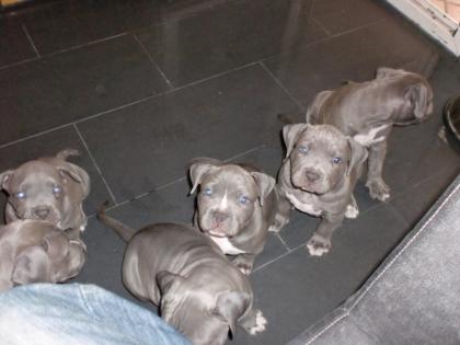 American Pitbull Terrier blueline