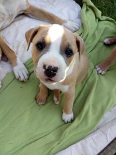 Verschmuste Amstaff -Boxer Welpen suchen ihren Mensch