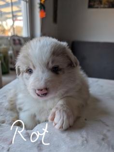Reinrassige Bordercollie Welpen