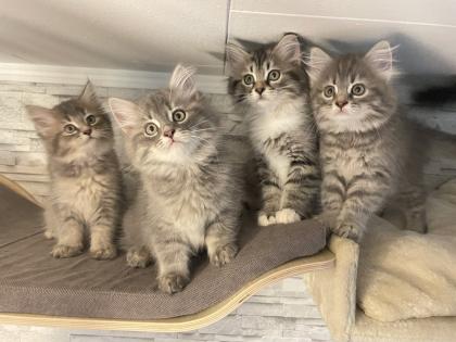 Norwegische Waldkatze Sibirische Katze