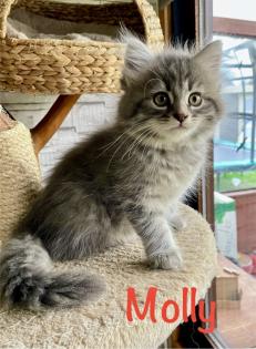 Norwegische Waldkatze Sibirische Katze