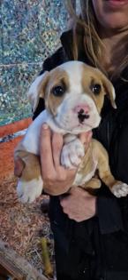 Verschmuste Amstaff -Boxer Welpen suchen ihren Mensch