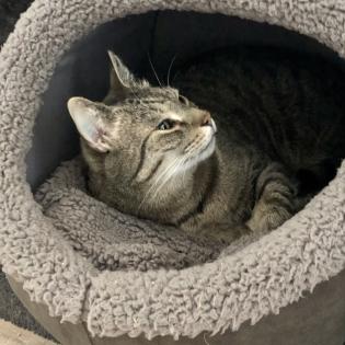 Kater Buddi entlaufen. Finderlohn