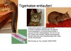 Süsse Perserkatze abzugeben