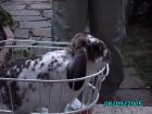 Cocker SpanielZwei niedliche Cocker Spaniel H