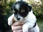 Biewer Yorkshire Terrier reinrassig