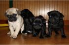 Mops Welpen Beige und Schwarz