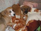 BGS Rüde und Beagle-Mix Hündin entlaufen