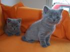2 BKH-Kitten suchen ihr neues Zuhause