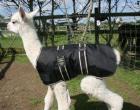 Fohlenmantel für Alpakas