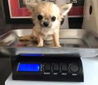 Chihuahua - Welpen mit Lieferung direkt zu Ihnen nach Hause 580 729-6143
