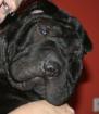 Sharpei Faltenhunde Forum - der Shar Pei www. faltenhunde-forum. de Wir sind ein n