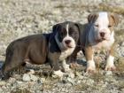 Gesunde pitbull welpen zu verkaufen