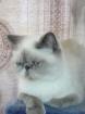 Suche deckkater in Essen