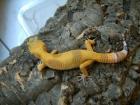 Leopardgecko DNZ 2022 APTOR Sunglow SHCT Tremper Las Vegas