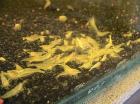 Verschiedene Garnelen