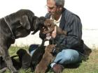 MASTIN INGLES-NAP. FILA DOGO ARGENTINO BULLDOG INGLES DOGGEN . ETC