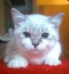 Titel Siamese sucht neues ZuhauseGesprächige