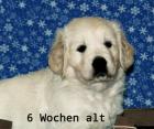 Golden retriever Welpe-Madchen m. Ahnentafel