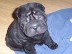 2. Shar Pei Treffen vom www. faltenhunde - forum. de