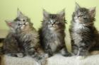 5 süße Maine Coon Kitten suchen