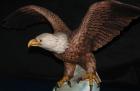 Weisskopfseeadler von Goebel