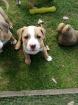 Verschmuste Amstaff -Boxer Welpen suchen ihren Mensch